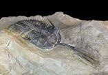 Walliserops Trilobite - Exceptional Shell Quality #64916-6